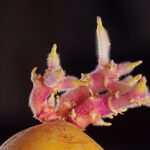 Patate germogliate su un tavolo, evidenziando i germogli e la loro consistenza.