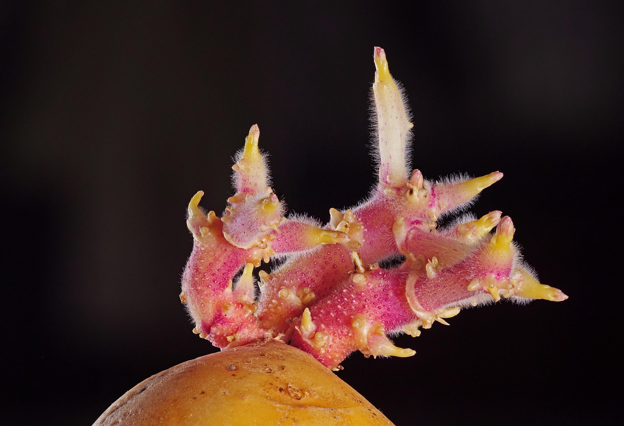 Patate germogliate su un tavolo, evidenziando i germogli e la loro consistenza.